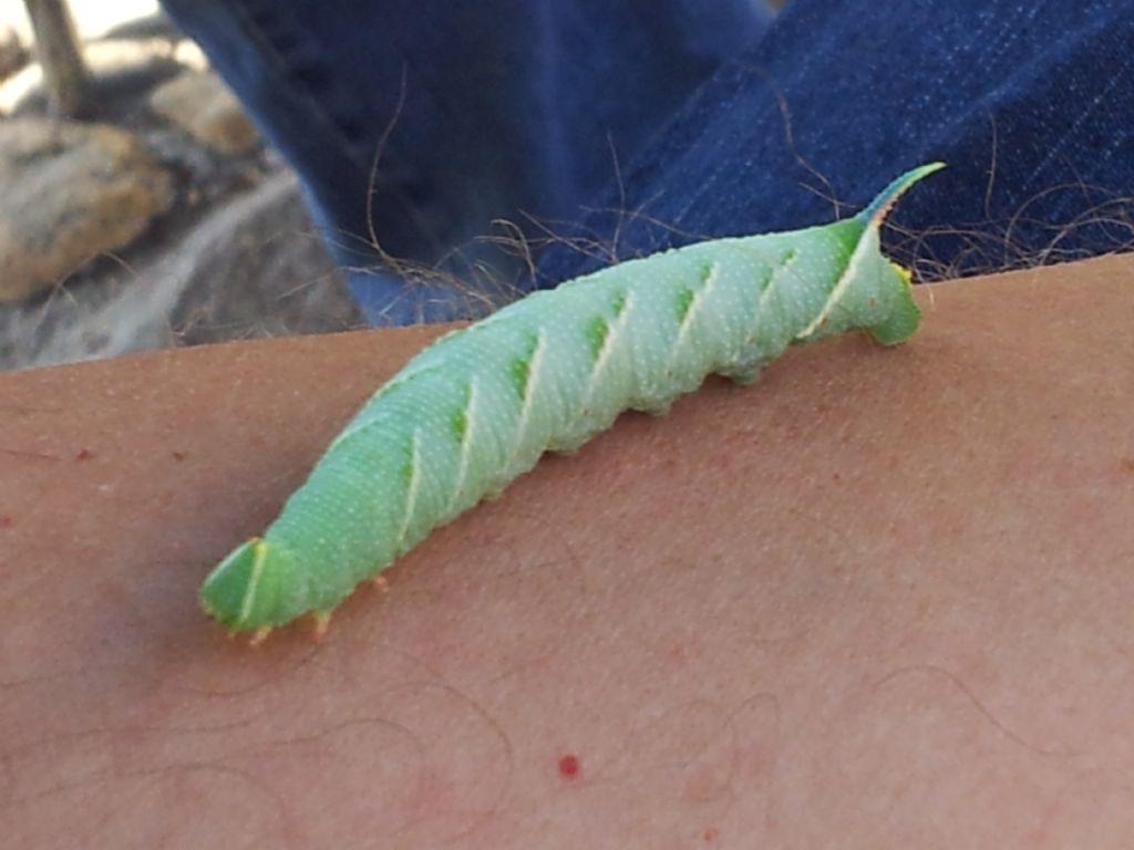 larva di mimas Tiliae caduto dall''albero. tornato a casa